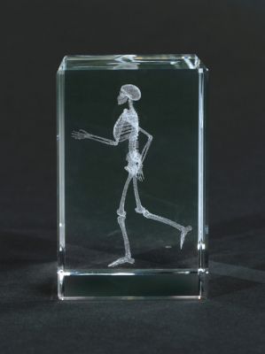 Kostbarkeiten aus Glas - Skelett