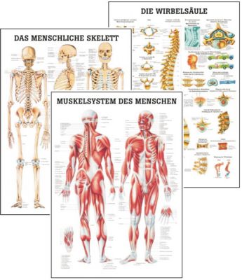 Rüdiger-Anatomie - Anatomische Tafeln Babinski Sparpaket Gelenk