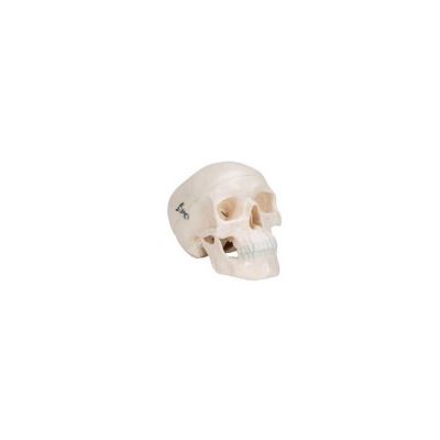 Mini Anatomie Modell Menschlicher Schädel, 3-teilig (Kalotte, Schädelbasis & Unterkiefer) - 3B Smart Anatomy