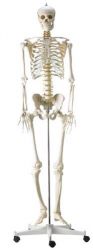 Heine Scientific® Menschliches Skelett in Originalgröße