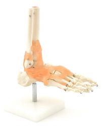 Heine Scientific® Anatomisches Modell Der Fuß