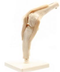 Heine Scientific® Anatomisches Modell Das Knie
