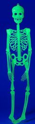 Halloween - Skelett - grün fluoreszierend